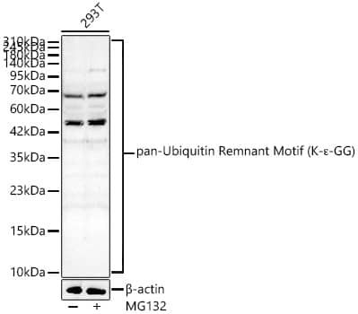 Western Blot: pan-Ubiquitin Remnant Motif Antibody - Azide and BSA Free [pan-Ubiquitin Remnant Motif] - Western blot analysis of lysates from 293T cells using pan-Ubiquitin Remnant Motif Rabbit pAb  at 1:1000 dilution. 293T cells were treated by MG132(5 uM) at 37C for 4 hours.Secondary antibody: HRP-conjugated Goat anti-Rabbit IgG (H+L)  at 1:10000 dilution.Lysates/proteins: 25 ug per lane.Blocking buffer: 3% nonfat dry milk in TBST.Detection: ECL Basic Kit .Exposure time: 60s.