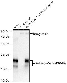 Immunoprecipitation: SARS-CoV-2 NSP10 Antibody - Azide and BSA Free [SARS-CoV-2 NSP10] - Immunoprecipitation of SARS-CoV-2 NSP10 from 300 ug extracts of 293T cells transfected with SARS-CoV-2 NSP10 was performed using 2 ug of SARS-CoV-2 NSP10 Rabbit pAb . Rabbit IgG isotype control was used to precipitate the Control IgG sample. IP samples were eluted with 1X Laemmli Buffer. The Input lane represents 10 % of the total input.Western blot analysis of immunoprecipitates was conducted using SARS-CoV-2 NSP10 Rabbit pAb  at a dilution of 1:4000.