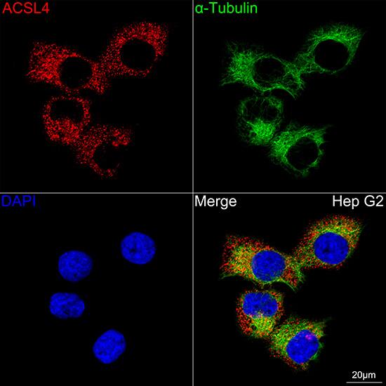 Immunocytochemistry/ Immunofluorescence: FACL4 Antibody (4W3T9) [FACL4] - Confocal imaging of Hep G2 cells using FACL4 Rabbit mAb  followed by a further incubation with Cy3 Goat Anti-Rabbit IgG (H+L)  . The cells were counterstained with alpha-Tubulin Mouse mAb  followed by incubation with ABflo 488-conjugated Goat Anti-Mouse IgG (H+L) Ab  (Green). DAPI was used for nuclear staining (Blue). Objective: 100x.