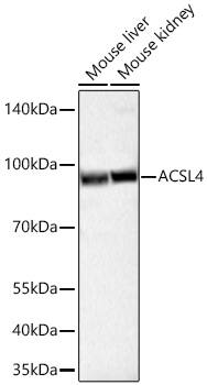 Western Blot: FACL4 Antibody (4W3T9) [FACL4] - Western blot analysis of various lysates using FACL4 Rabbit mAb  at 1:58000 dilution incubated overnight at 4C.Secondary antibody: HRP-conjugated Goat anti-Rabbit IgG (H+L)  at 1:10000 dilution.Lysates/proteins: 25 ug per lane.Blocking buffer: 3% nonfat dry milk in TBST.Detection: ECL Basic Kit .Exposure time: 45s.