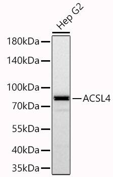 Western Blot: FACL4 Antibody (4W3T9) [FACL4] - Western blot analysis of lysates from Hep G2 cells using FACL4 Rabbit mAb  at 1:58000 dilution incubated at room temperature for 1.5 hours.Secondary antibody: HRP-conjugated Goat anti-Rabbit IgG (H+L)  at 1:10000 dilution.Lysates/proteins: 25 ug per lane.Blocking buffer: 3% nonfat dry milk in TBST.Detection: ECL Basic Kit .Exposure time: 45s.