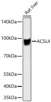 Western Blot: FACL4 Antibody (4W3T9) [FACL4] - Western blot analysis of lysates from Rat liver using FACL4 Rabbit mAb  at 1:58000 dilution incubated overnight at 4C.Secondary antibody: HRP-conjugated Goat anti-Rabbit IgG (H+L)  at 1:10000 dilution.Lysates/proteins: 25 ug per lane.Blocking buffer: 3% nonfat dry milk in TBST.Detection: ECL Basic Kit .Exposure time: 20s.