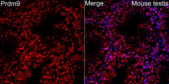 Immunocytochemistry/ Immunofluorescence: PRDM9 Antibody - Azide and BSA Free [NBP3-16014] - Immunofluorescence analysis of mouse testis using PRDM9 Rabbit pAb  at dilution of 1:100 (40x lens). Secondary antibody: Cy3 Goat Anti-Rabbit IgG (H+L)  at 1:500 dilution. Blue: DAPI for nuclear staining.