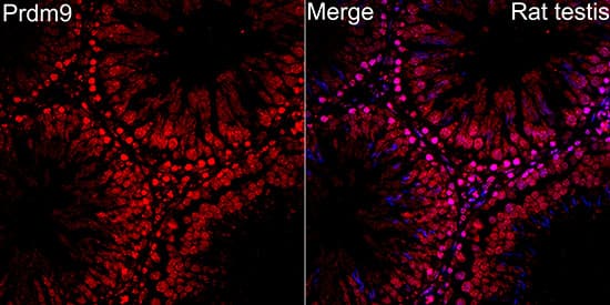 Immunocytochemistry/ Immunofluorescence: PRDM9 Antibody - Azide and BSA Free [NBP3-16014] - Immunofluorescence analysis of rat testis using PRDM9 Rabbit pAb  at dilution of 1:100 (40x lens). Secondary antibody: Cy3 Goat Anti-Rabbit IgG (H+L)  at 1:500 dilution. Blue: DAPI for nuclear staining.