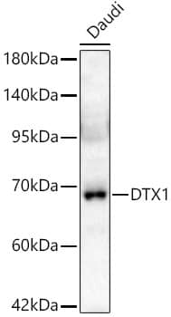 Western Blot: DTX1 Antibody - Azide and BSA Free [DTX1] - Western blot analysis of lysates from Daudi cells using DTX1 Rabbit pAb  at 1:400 dilution.Secondary antibody: HRP-conjugated Goat anti-Rabbit IgG (H+L)  at 1:10000 dilution.Lysates/proteins: 25 ug per lane.Blocking buffer: 3% nonfat dry milk in TBST.Detection: ECL Basic Kit .Exposure time: 60s.