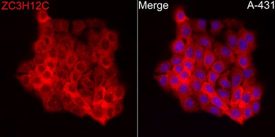 Immunocytochemistry/ Immunofluorescence: ZC3H12C Antibody - Azide and BSA Free [ZC3H12C] - Immunofluorescence analysis of A-431 cells using ZC3H12C Rabbit pAb  at dilution of 1:50 (40x lens). Secondary antibody: Cy3 Goat Anti-Rabbit IgG (H+L)  at 1:500 dilution. Blue: DAPI for nuclear staining.