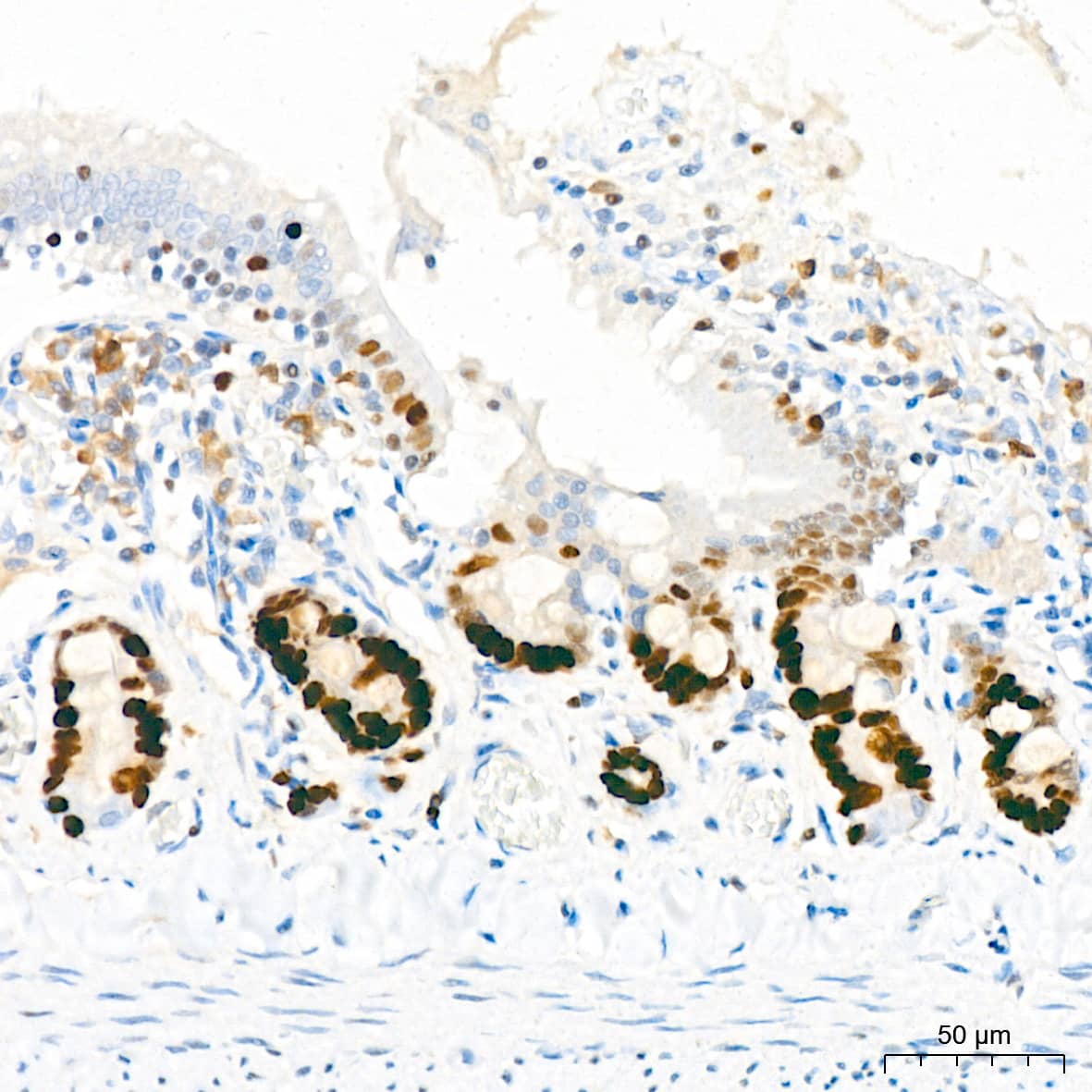 Immunohistochemistry: MCM2 Antibody (0Q10S9) [NBP3-16066] - Immunohistochemistry analysis of paraffin-embedded Rat colon tissue using MCM2 Rabbit mAb at a dilution of 1:200 (40x lens). High pressure antigen retrieval performed with 0.01M Citrate Bufferr (pH 6.0) prior to IHC staining.