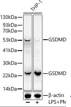 Analysis of extracts of THP-1, using GSDMD antibody at 1:1000 dilution.THP-1 cells were treated by PMA/TPA (80 nM) at 37℃ for overnight and LPS (1 μg/ml) at 37℃ for 6 hours.Secondary antibody: HRP Goat Anti-Rabbit IgG (H+L) at 1:10000 dilution. Lysates/proteins: 25ug per lane. Blocking buffer: 3% nonfat dry milk in TBST.Detection: ECL Enhanced Kit. Exposure time: 60s.