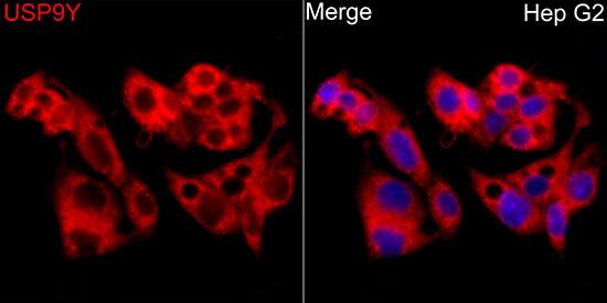 Immunocytochemistry/ Immunofluorescence: USP9Y Antibody - Azide and BSA Free [NBP3-16073] - Immunofluorescence analysis of HepG2 cells using USP9Y Rabbit pAb  at dilution of 1:100 (40x lens). Secondary antibody: Cy3 Goat Anti-Rabbit IgG (H+L)  at 1:500 dilution. Blue: DAPI for nuclear staining.