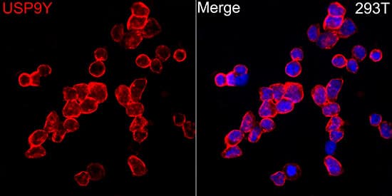 Immunocytochemistry/ Immunofluorescence: USP9Y Antibody - Azide and BSA Free [NBP3-16073] - Immunofluorescence analysis of 293T cells using USP9Y Rabbit pAb  at dilution of 1:100 (40x lens). Secondary antibody: Cy3 Goat Anti-Rabbit IgG (H+L)  at 1:500 dilution. Blue: DAPI for nuclear staining.