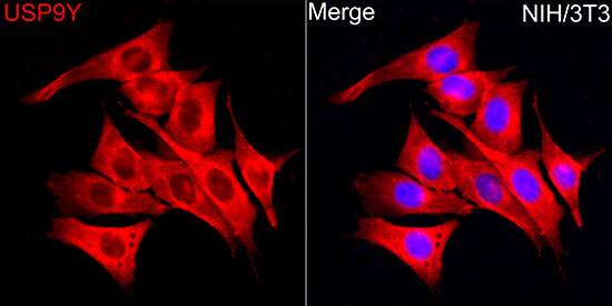 Immunocytochemistry/ Immunofluorescence: USP9Y Antibody - Azide and BSA Free [NBP3-16073] - Immunofluorescence analysis of NIH/3T3 cells using USP9Y Rabbit pAb  at dilution of 1:100 (40x lens). Secondary antibody: Cy3 Goat Anti-Rabbit IgG (H+L)  at 1:500 dilution. Blue: DAPI for nuclear staining.