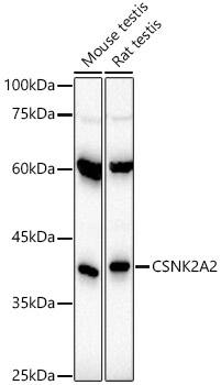 Western Blot: CKII alpha prime polypeptide Antibody (3W5P4) [NBP3-16076] - Western blot analysis of various lysates, using CKII alpha prime polypeptide Rabbit mAb  at  1:1000 dilution.Secondary antibody: HRP Goat Anti-Rabbit IgG (H+L)  at 1:10000 dilution.Lysates/proteins: 25ug per lane.Blocking buffer: 3% nonfat dry milk in TBST.Detection: ECL Basic Kit .Exposure time: 30s.
