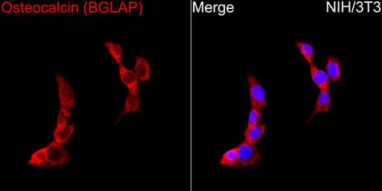 Immunocytochemistry/ Immunofluorescence: Osteocalcin Antibody (2T1J7) [NBP3-16081] - Immunofluorescence analysis of NIH/3T3 cells using Osteocalcin Rabbit mAb at a dilution of 1:100 (40x lens). Secondary antibody:Cy3 Goat Anti-Rabbit IgG (H+L) at 1:500 dilution. Blue: DAPI for nuclear staining.