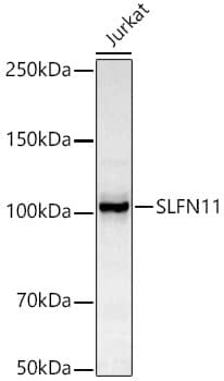 Western Blot: Schlafen 11 Antibody (8G3G0) [NBP3-16086] - Western blot analysis of Jurkat, using Schlafen 11 antibody  at  1:1000 dilution.Secondary antibody: HRP Goat Anti-Rabbit IgG (H+L)  at 1:10000 dilution.Lysates/proteins: 25ug per lane.Blocking buffer: 3% nonfat dry milk in TBST.Detection: ECL Basic Kit .Exposure time: 30s.