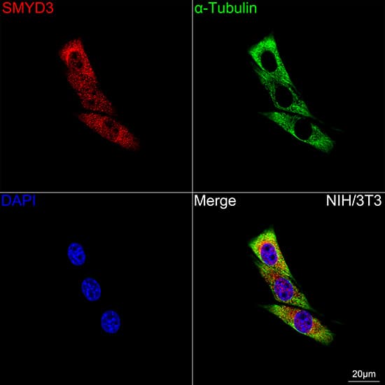 Immunocytochemistry/ Immunofluorescence: SMYD3 Antibody (2P8Z2) [NBP3-16102] - Confocal imaging of NIH/3T3 cells using SMYD3 Rabbit mAb followed by a further incubation with Cy3 Goat Anti-Rabbit IgG (H+L) . The cells were counterstained with alpha-Tubulin Mouse mAb followed by incubation with ABflo(R) 488-conjugated Goat Anti-Mouse IgG (H+L) Ab (Green). DAPI was used for nuclear staining (Blue). Objective: 100x.