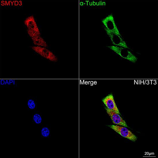 Immunocytochemistry/ Immunofluorescence: SMYD3 Antibody (2P8Z2) [SMYD3] - Confocal imaging of NIH/3T3 cells using SMYD3 Rabbit mAb  followed by a further incubation with Cy3 Goat Anti-Rabbit IgG (H+L)  . The cells were counterstained with alpha-Tubulin Mouse mAb  followed by incubation with ABflo 488-conjugated Goat Anti-Mouse IgG (H+L) Ab  (Green). DAPI was used for nuclear staining (Blue). Objective: 100x.