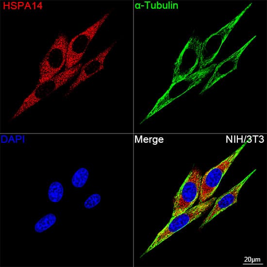 Immunocytochemistry/ Immunofluorescence: HSPA14 Antibody (4L1Z6) [NBP3-16107] - Confocal imaging of NIH/3T3 cells using HSPA14 Rabbit mAb followed by a further incubation with Cy3 Goat Anti-Rabbit IgG (H+L) . The cells were counterstained with alpha-Tubulin Mouse mAb followed by incubation with ABflo(R) 488-conjugated Goat Anti-Mouse IgG (H+L) Ab (Green). DAPI was used for nuclear staining (Blue). Objective: 100x.