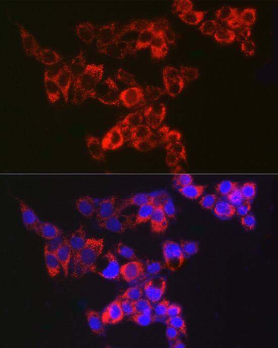 Immunocytochemistry/ Immunofluorescence: AK3L1 Antibody (9T5P1) [NBP3-16116] - Immunofluorescence analysis of HepG2 cells using AK3L1 Rabbit mAb at dilution of 1:100 (40x lens). Secondary antibody: Cy3 Goat Anti-Rabbit IgG (H+L) at 1:500 dilution. Blue: DAPI for nuclear staining.