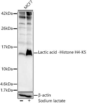 Western Blot: Histone H4 [Lactyl Lys5] Antibody - Azide and BSA Free [NBP3-16137] - Western blot analysis of lysates from MCF7 cells, using Histone H4 Rabbit pAb at 1:1000 dilution. MCF7 cells were treated by Sodium lactate(100mM) for 24h.Secondary antibody: HRP-conjugated Goat anti-Rabbit IgG (H+L) at 1:10000 dilution.Lysates/proteins: 25ug per lane.Blocking buffer: 3% nonfat dry milk in TBST.Detection: ECL Enhanced Kit.Exposure time: 60s.