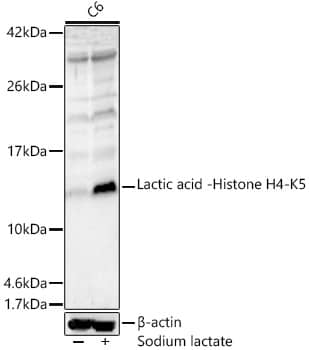 Western Blot: Histone H4 [Lactyl Lys5] Antibody - Azide and BSA Free [NBP3-16137] - Western blot analysis of lysates from C6 cells, using Histone H4 Rabbit pAb at 1:1000 dilution. C6 cells were treated by Sodium lactate(100mM) for 24h.Secondary antibody: HRP-conjugated Goat anti-Rabbit IgG (H+L) at 1:10000 dilution.Lysates/proteins: 25ug per lane.Blocking buffer: 3% nonfat dry milk in TBST.Detection: ECL Enhanced Kit.Exposure time: 60s.