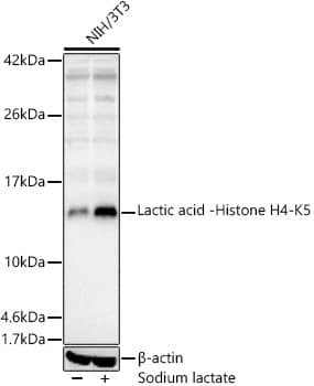 Western Blot: Histone H4 [Lactyl Lys5] Antibody - Azide and BSA Free [NBP3-16137] - Western blot analysis of lysates from NIH/3T3 cells, using Histone H4 Rabbit pAb at 1:1000 dilution. NIH/3T3 cells were treated by Sodium lactate(100mM) for 24h.Secondary antibody: HRP-conjugated Goat anti-Rabbit IgG (H+L) at 1:10000 dilution.Lysates/proteins: 25ug per lane.Blocking buffer: 3% nonfat dry milk in TBST.Detection: ECL Enhanced Kit.Exposure time: 60s.