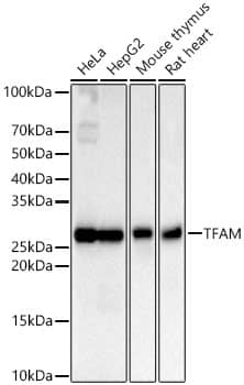 Western Blot: mtTFA Antibody (4H2M9) [NBP3-16154] - Western blot analysis of various lysates, using TmtTFA Rabbit mAb at 1:1200 dilution.Secondary antibody: HRP-conjugated Goat anti-Rabbit IgG (H+L) at 1:10000 dilution.Lysates/proteins: 25ug per lane.Blocking buffer: 3% nonfat dry milk in TBST.Detection: ECL Basic Kit.Exposure time: 30s.
