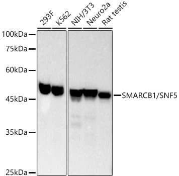 Western Blot SNF5 Antibody (9A9G0)