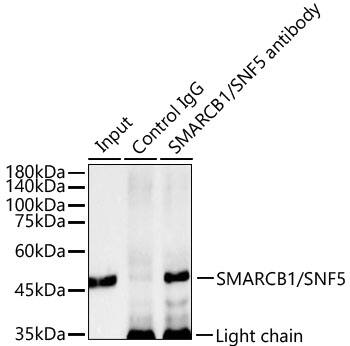 Immunoprecipitation: SNF5 Antibody (9A9G0) [NBP3-16159] - Immunoprecipitation of from 300 ug extracts of 293F cells was performed using 3 ug of [KO Validated] SNF5 Rabbit mAb . Rabbit IgG isotype control was used to precipitate the Control IgG sample. IP samples were eluted with 1X Laemmli Buffer. The Input lane represents 10% of the total input. Western blot analysis of immunoprecipitates was conducted using [KO Validated] SNF5 Rabbit mAb at a dilution of 1:12000.