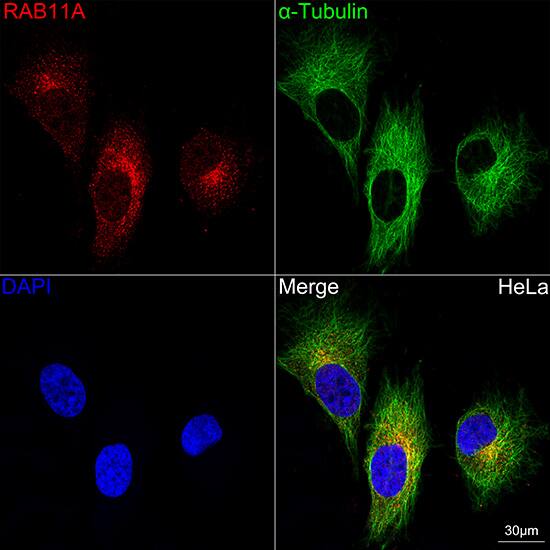 Immunocytochemistry/ Immunofluorescence: Rab11A Antibody (3O4R8) [Rab11A] - Confocal imaging of HeLa cells using Rab11A Rabbit mAb  .The cells were counterstained with alpha-Tubulin Rabbit mAb  (Green). DAPI was used for nuclear staining (blue). Objective: 60x.