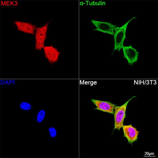 Immunocytochemistry/ Immunofluorescence: MKK3/MEK3 Antibody (8U2X3) [NBP3-16163] - Confocal imaging of NIH/3T3 cells using MKK3/MEK3 Rabbit mAb  followed by a further incubation with Cy3 Goat Anti-Rabbit IgG (H+L)  . The cells were counterstained with alpha-Tubulin Mouse mAb  followed by incubation with ABflo 488-conjugated Goat Anti-Mouse IgG (H+L) Ab  (Green). DAPI was used for nuclear staining (Blue). Objective: 100x.