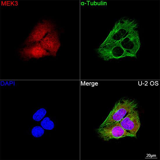 Immunocytochemistry/ Immunofluorescence: MKK3/MEK3 Antibody (8U2X3) [NBP3-16163] - Confocal imaging of U-2 OS cells using MKK3/MEK3 Rabbit mAb  followed by a further incubation with Cy3 Goat Anti-Rabbit IgG (H+L)  . The cells were counterstained with alpha-Tubulin Mouse mAb  followed by incubation with ABflo 488-conjugated Goat Anti-Mouse IgG (H+L) Ab  (Green). DAPI was used for nuclear staining (Blue). Objective: 100x.