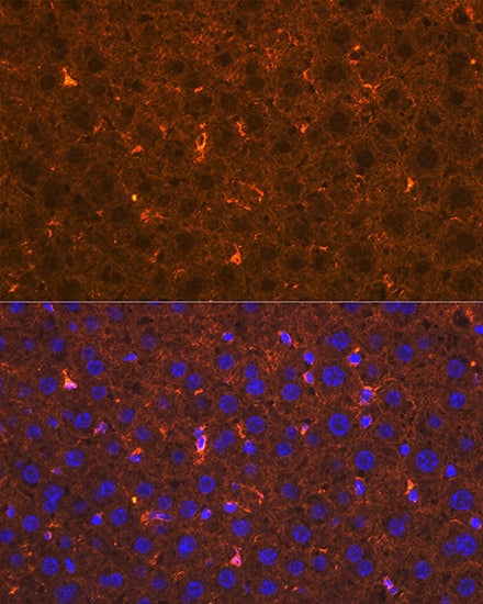 Immunocytochemistry/ Immunofluorescence Apolipoprotein A-II/ApoA2 Antibody (5F7U1)