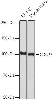 Western Blot: Cdc27 Antibody (7U5A3) [NBP3-16170] - Western blot analysis of extracts of various cell lines, using Cdc27 Rabbit mAb  at 1:1000 dilution.Secondary antibody: HRP Goat Anti-Rabbit IgG (H+L)  at 1:10000 dilution.Lysates/proteins: 25ug per lane.Blocking buffer: 3% nonfat dry milk in TBST.Detection: ECL Basic Kit .Exposure time: 10s.