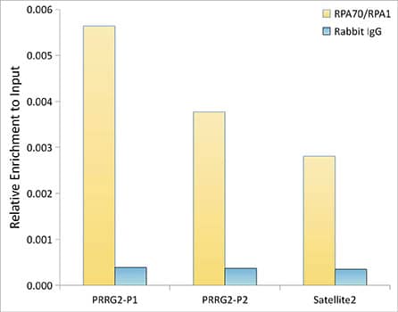 Chromatin Immunoprecipitation: RPA70 Antibody (5R7S3) [NBP3-16174] - Chromatin immunoprecipitation analysis of extracts of HeLa cells, using RPA70 Rabbit mAb antibody and rabbit IgG.The amount of immunoprecipitated DNA was checked by quantitative PCR. Histogram was constructed by the ratios of the immunoprecipitated DNA to the input.