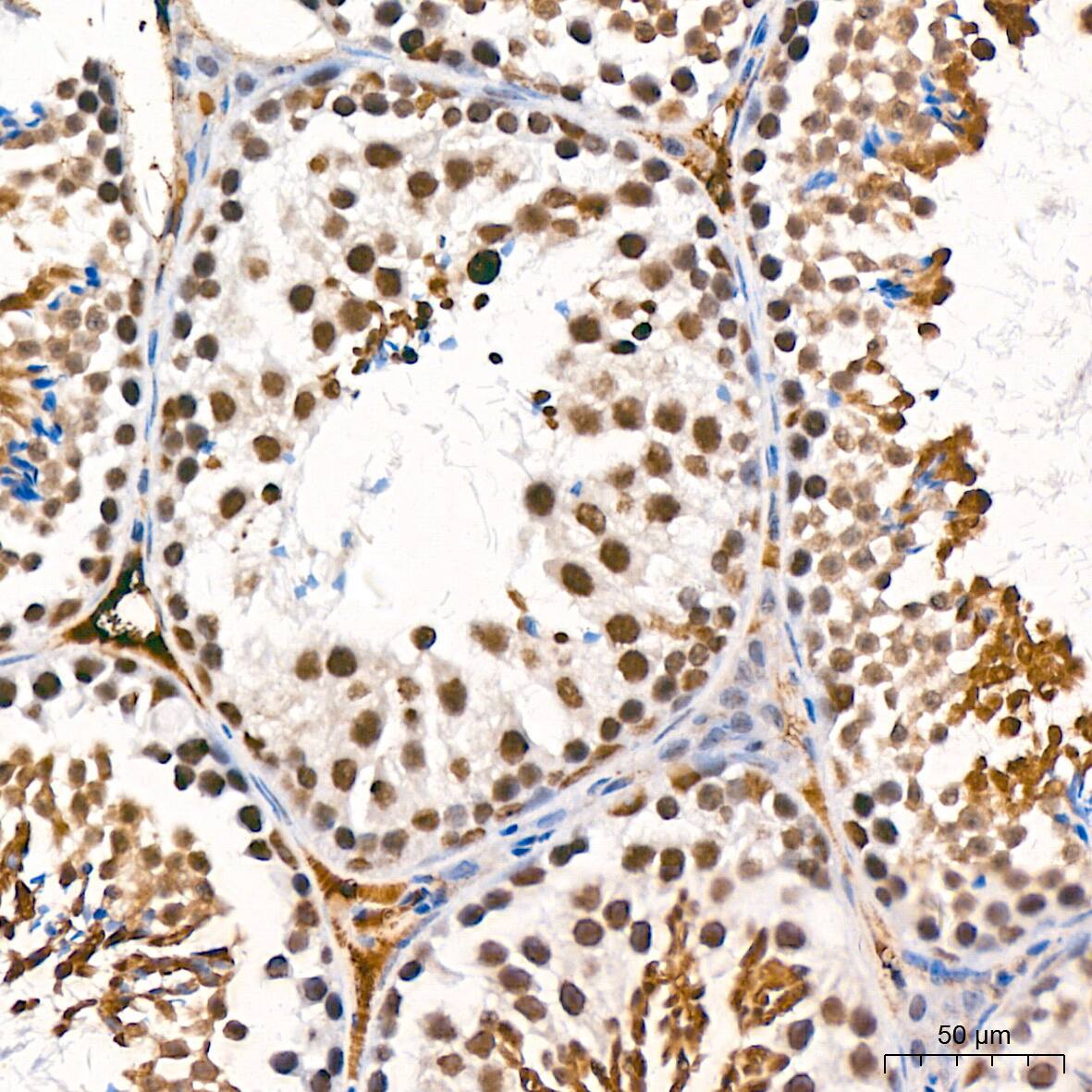 Immunohistochemistry: USP7 Antibody (3J7G1) [NBP3-16188] - Immunohistochemistry analysis of paraffin-embedded Mouse testis tissue using USP7 Rabbit mAb at a dilution of 1:200 (40x lens). High pressure antigen retrieval performed with 0.01M Citrate Bufferr (pH 6.0) prior to IHC staining.