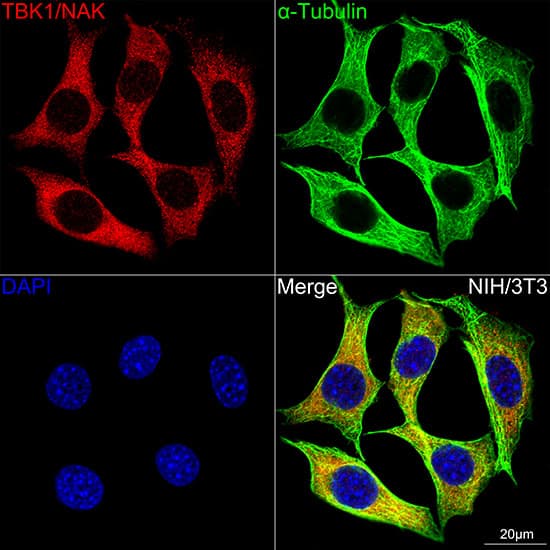 Immunocytochemistry/ Immunofluorescence: TBK1 Antibody (4G6C7) [NBP3-16189] - Confocal imaging of NIH/3T3 cells using TBK1 Rabbit mAb . The cells were counterstained with alpha-Tubulin Mouse mAb (Green). DAPI was used for nuclear staining (blue). Objective: 100x.