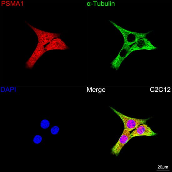 Immunocytochemistry/ Immunofluorescence: PSMA1 Antibody (5X3A6) [NBP3-16190] - Confocal imaging of C2C12 cells using PSMA1 Rabbit mAb  followed by a further incubation with Cy3 Goat Anti-Rabbit IgG (H+L)  . The cells were counterstained with alpha-Tubulin Mouse mAb  followed by incubation with ABflo 488-conjugated Goat Anti-Mouse IgG (H+L) Ab  (Green). DAPI was used for nuclear staining (Blue). Objective: 100x.