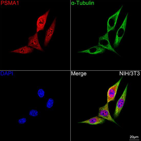 Immunocytochemistry/ Immunofluorescence: PSMA1 Antibody (5X3A6) [NBP3-16190] - Confocal imaging of NIH/3T3 cells using PSMA1 Rabbit mAb  followed by a further incubation with Cy3 Goat Anti-Rabbit IgG (H+L)  . The cells were counterstained with alpha-Tubulin Mouse mAb  followed by incubation with ABflo 488-conjugated Goat Anti-Mouse IgG (H+L) Ab  (Green). DAPI was used for nuclear staining (Blue). Objective: 100x.