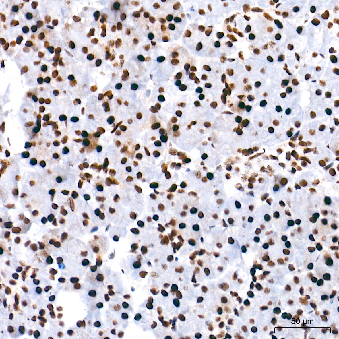 Immunohistochemistry: PTBP1 Antibody (9M6A8) [NBP3-16197] - Immunohistochemistry analysis of paraffin-embedded Human pancreas tissue using PTBP1 Rabbit mAb at a dilution of 1:500 (40x lens). High pressure antigen retrieval performed with 0.01M Tris-EDTA Buffer (pH 9.0) prior to IHC staining.