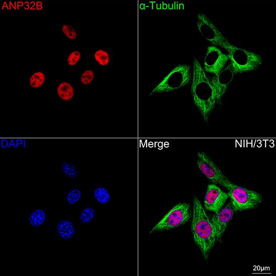 Immunocytochemistry/ Immunofluorescence: ANP32B Antibody (4A8E5) [NBP3-16199] - Confocal imaging of NIH/3T3 cells  using ANP32B Rabbit mAb   followed by a further incubation with Cy3 Goat Anti-Rabbit IgG (H+L) .The cells were counterstained with alpha-Tubulin Mouse mAb  followed by incubation with ABflo 488-conjugated Goat Anti-Mouse IgG (H+L) Ab  (Green).DAPI was used for nuclear staining (Blue). Objective: 100x.