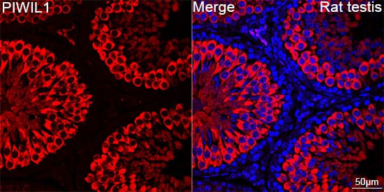 Immunocytochemistry/ Immunofluorescence: PIWIL1/HIWI Antibody (0H5A4) [NBP3-16200] - Confocal imaging of paraffin-embedded Rat testis using PIWIL1/HIWI Rabbit mAb followed by a further incubation with Cy3 Goat Anti-Rabbit IgG (H+L) . DAPI was used for nuclear staining (Blue). Objective: 40x. Perform high pressure antigen retrieval with 0.01 M citrate buffer (pH 6.0) prior to IF staining.