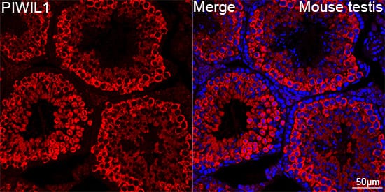 Immunocytochemistry/ Immunofluorescence: PIWIL1/HIWI Antibody (0H5A4) [NBP3-16200] - Confocal imaging of paraffin-embedded Mouse testis using PIWIL1/HIWI Rabbit mAb followed by a further incubation with Cy3 Goat Anti-Rabbit IgG (H+L) . DAPI was used for nuclear staining (Blue). Objective: 40x. Perform high pressure antigen retrieval with 0.01 M citrate buffer (pH 6.0) prior to IF staining.