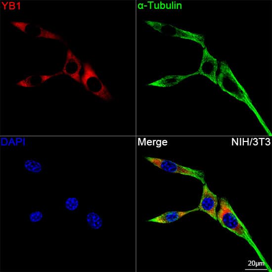 Immunocytochemistry/ Immunofluorescence: YB1 Antibody (9J7M4) [NBP3-16213] - Confocal imaging of NIH/3T3 cells using YB1 Rabbit mAb  followed by a further incubation with Cy3 Goat Anti-Rabbit IgG (H+L).The cells were counterstained with alpha-Tubulin Mouse mAb followed by incubation with ABflo(R) 488-conjugated Goat Anti-Mouse IgG (H+L) Ab (Green).DAPI was used for nuclear staining (Blue). Objective: 100x.