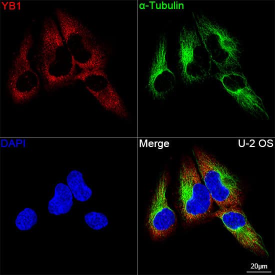 Immunocytochemistry/ Immunofluorescence: YB1 Antibody (9J7M4) [NBP3-16213] - Confocal imaging of U-2 OS cells using YB1 Rabbit mAb  followed by a further incubation with Cy3 Goat Anti-Rabbit IgG (H+L).The cells were counterstained with alpha-Tubulin Mouse mAb followed by incubation with ABflo(R) 488-conjugated Goat Anti-Mouse IgG (H+L) Ab (Green).DAPI was used for nuclear staining (Blue). Objective: 100x.