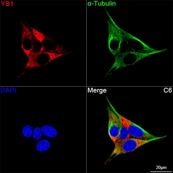 Immunocytochemistry/ Immunofluorescence: YB1 Antibody (9J7M4) [NBP3-16213] - Confocal imaging of C6 cells using YB1 Rabbit mAb  followed by a further incubation with Cy3 Goat Anti-Rabbit IgG (H+L).The cells were counterstained with alpha-Tubulin Mouse mAb followed by incubation with ABflo(R) 488-conjugated Goat Anti-Mouse IgG (H+L) Ab (Green).DAPI was used for nuclear staining (Blue). Objective: 100x.