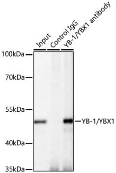 Immunoprecipitation: YB1 Antibody (9J7M4) [NBP3-16213] - Immunoprecipitation of YB1 from 200 ug extracts of HeLa cells was performed using 0.5 ug of YB1 Rabbit mAb . Rabbit IgG isotype control was used to precipitate the Control IgG sample. IP samples were eluted with 1X Laemmli Buffer. The Input lane represents 10% of the total input. Western blot analysis of immunoprecipitates was conducted using YB1 Rabbit mAb at a dilution of 1:1000.