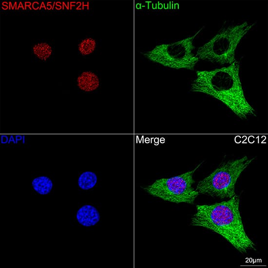 Immunocytochemistry/ Immunofluorescence: SMARCA5/SNF2H Antibody (6H8I7) [NBP3-16216] - Confocal imaging of C2C12 cells using SMARCA5/SNF2H Rabbit mAb followed by a further incubation with Cy3 Goat Anti-Rabbit IgG (H+L) . The cells were counterstained with alpha-Tubulin Mouse mAb followed by incubation with ABflo(R) 488-conjugated Goat Anti-Mouse IgG (H+L) Ab (Green). DAPI was used for nuclear staining (Blue). Objective: 100x.