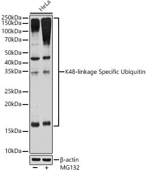 Western Blot: Poly-Ubiquitin Antibody (5Y8J0) - K48 Linkage [NBP3-16232] - Western blot analysis of lysates from HeLa cells using Poly-Ubiquitin Rabbit mAb at 1:1000 dilution incubated overnight at 4C. HeLa cells were treated by MG132 (50 uM) at 37C for 90 minutes.Secondary antibody: HRP-conjugated Goat anti-Rabbit IgG (H+L) at 1:10000 dilution.Lysates/proteins: 25ug per lane.Blocking buffer: 3% nonfat dry milk in TBST.Detection: ECL Basic Kit.Exposure time: 180s.