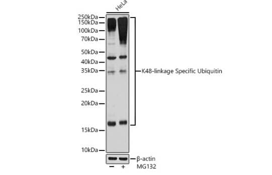 Western Blot: Poly-Ubiquitin Antibody (5Y8J0) - K48 Linkage [NBP3-16232] -Analysis of lysates from HeLa cells using K48-linkage Specific Ubiquitin Rabbit mAb at 1:1000 dilution incubated overnight at 4℃. HeLa cells were treated by MG132 (50 μM) at 37℃ for 90 minutes.Secondary antibody: HRP-conjugated Goat anti-Rabbit IgG (H+L) at 1:10000 dilution.Lysates/proteins: 25μg per lane.Blocking buffer: 3% nonfat dry milk in TBST.Detection: ECL Basic Kit. Exposure time: 180s.