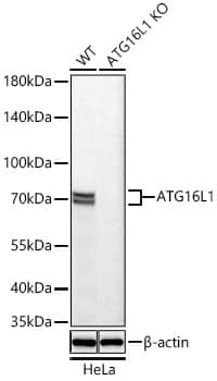 <b>Genetic Strategies Validation. </b>Western Blot: ATG16L1 Antibody (5N2N9) [NBP3-16236] - Western blot analysis of lysates from wild type (WT) and ATG16L1 knockout (KO) HeLa cells using [KO Validated] ATG16L1 Rabbit mAb at 1:1000 dilution incubated overnight at 4C.Secondary antibody: HRP-conjugated Goat anti-Rabbit IgG (H+L) at 1:10000 dilution.Lysates/proteins: 25 ug per lane.Blocking buffer: 3% nonfat dry milk in TBST.Detection: ECL Basic Kit.Exposure time: 10s.